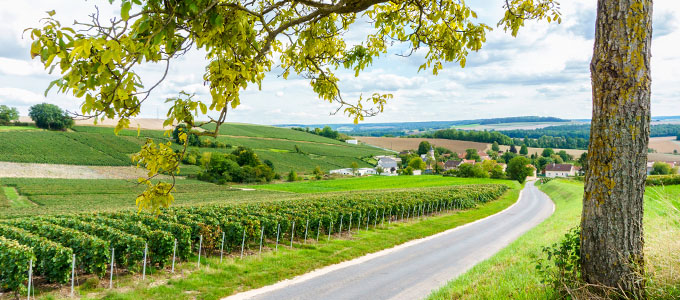 Vineyards in the Champagne region of France