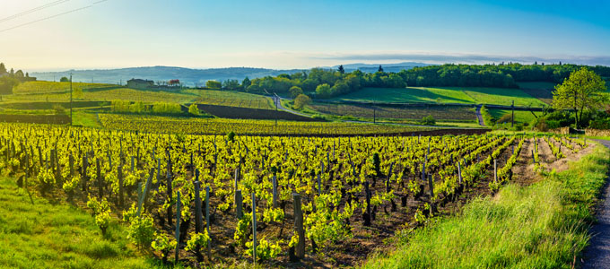 Vineyards in Burgundy, France